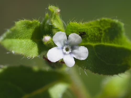 Tender Bothriospermum Bonsai