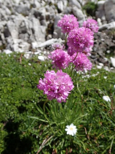 Alpine thrift