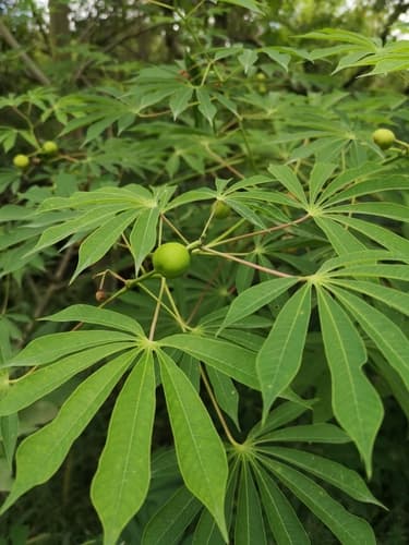 Hardy Tapioca Bonsai