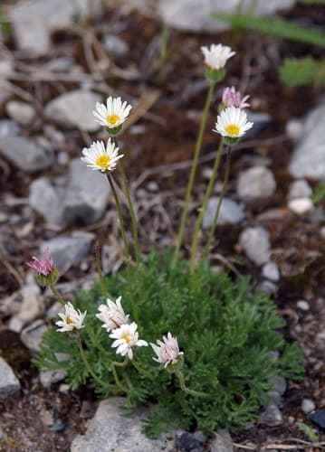 Cut-leaf Fleabane