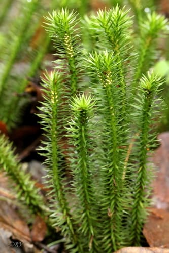 Northern Firmoss