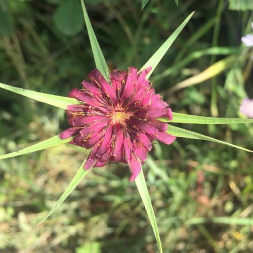 Purple Salsify