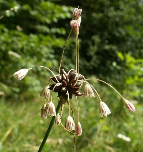 Field Garlic Specimen