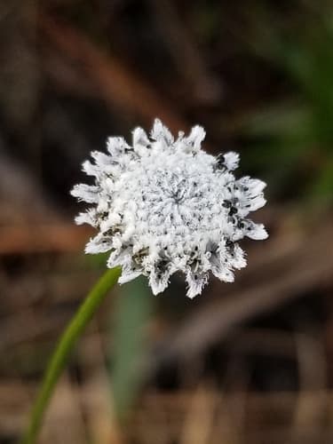 Flattened Pipewort Bonsai