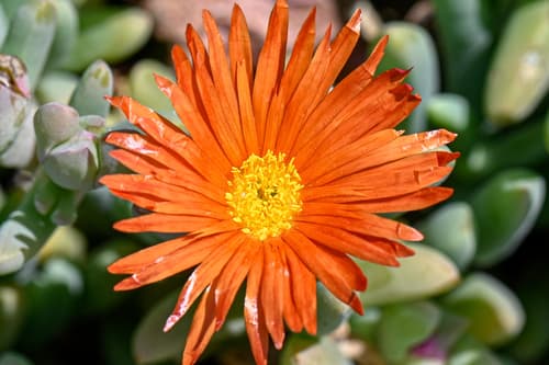 Coppery Mesemb Flower