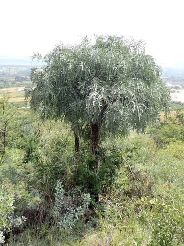 Southern Cabbagetree Bonsai