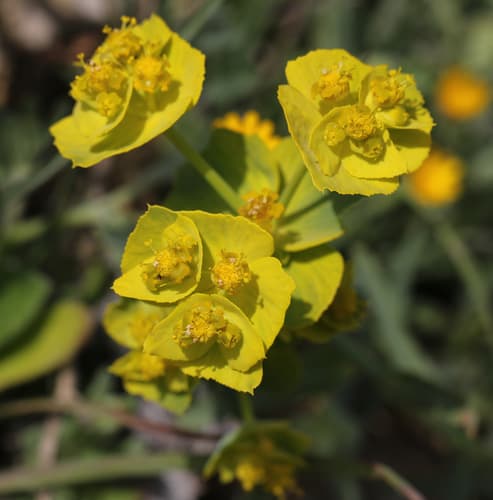 Serrated Spurge