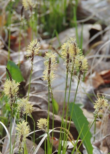 Pennsylvania Sedge