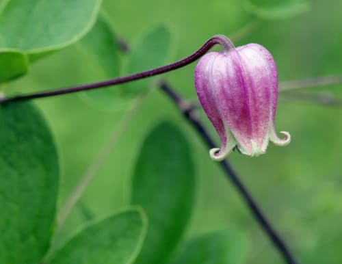 Vase-vine Leatherflower