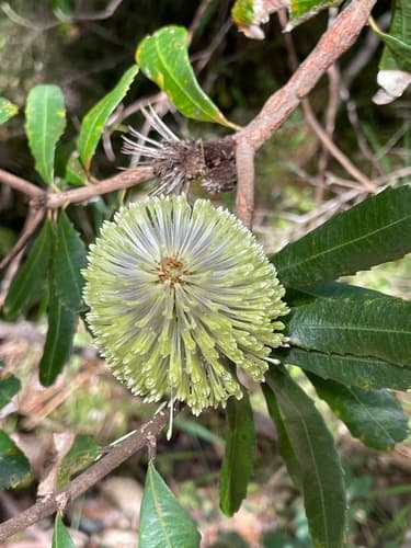 Rusty Banksia Bonsai