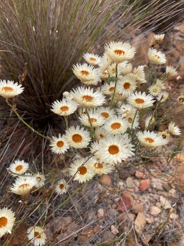 Common Scaly Sewejaartjie