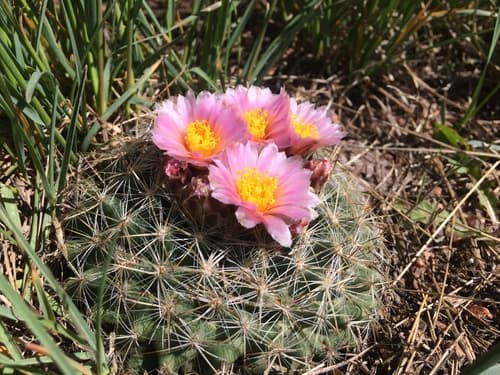 Mountain Ball Cactus