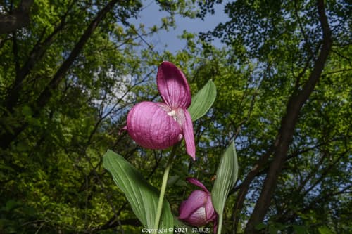 Large-flowered Cypripedium
