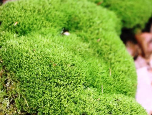 Montane Dicranum Moss