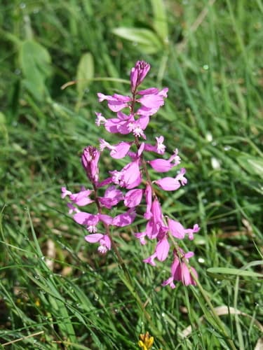 Polygala major