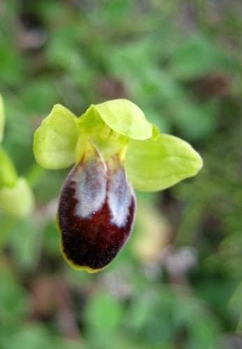 Marble Bee-Orchid