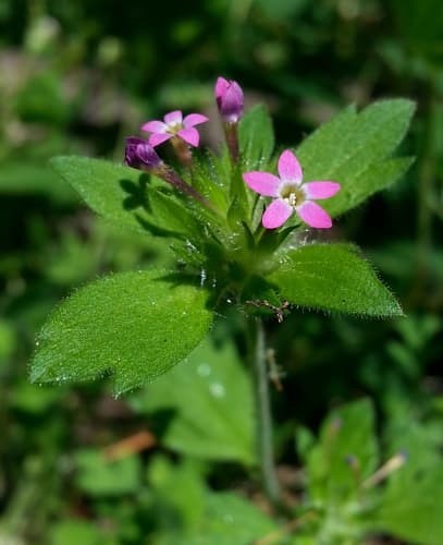 Variableleaf Collomia