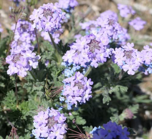 Southwestern Mock Vervain
