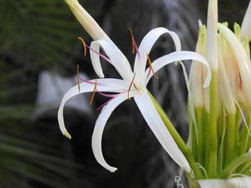 Tree Crinum