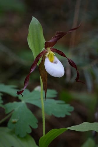 Mountain Lady's Slipper