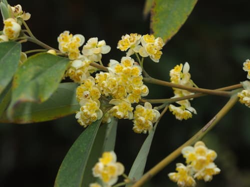 Mountain Pepper Bonsai