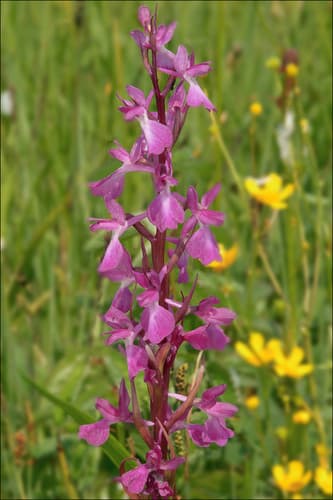 Eurasian Marsh Orchid