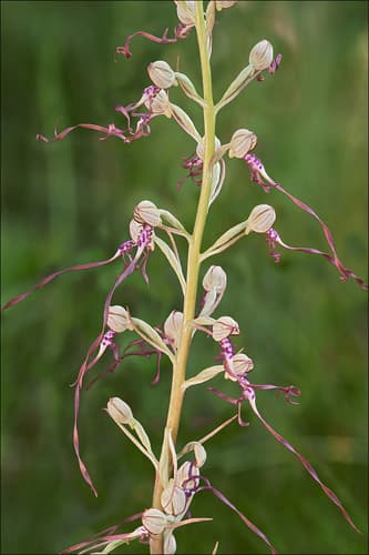 Adriatic Lizard Orchid