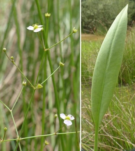 Lance-leaved Water-plantain