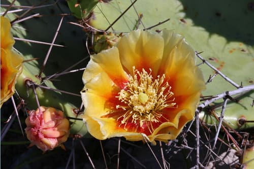 Tulip Pricklypear Bonsai