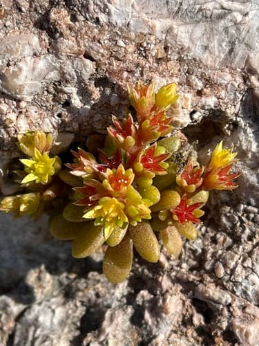 Mossy Stonecrop