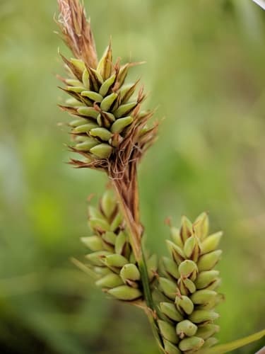 Buxbaum's sedge