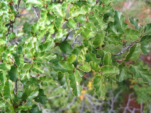 Antarctic Beech Bonsai