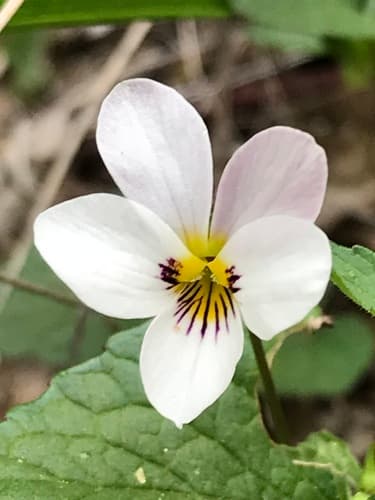 western heart's ease