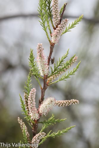 African Tamarisk