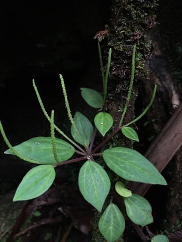 Slender Peperomia