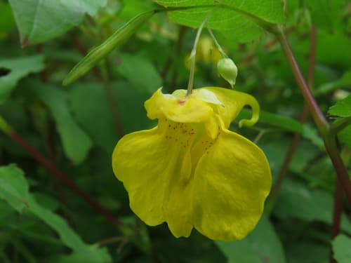 Touch-me-not Balsam Bonsai (Conceptual)
