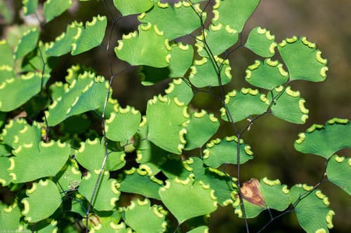 Mexican Maidenhair Fern