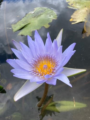 Day Waterlily