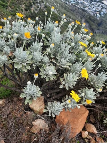 Grey-leaved Euryops Bonsai