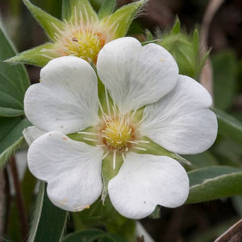 White Cinquefoil