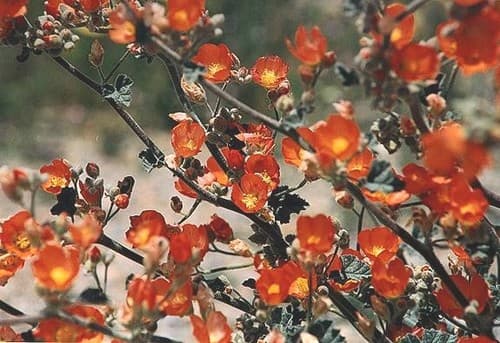 Munro's Globemallow