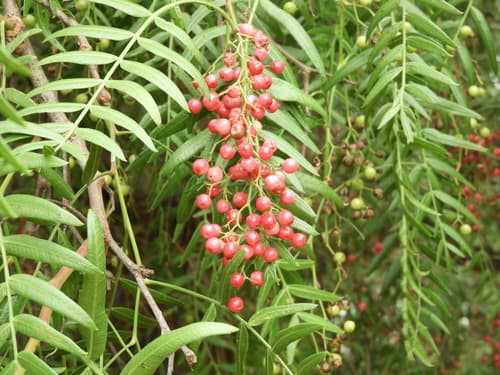 Peppercorn Tree Bonsai