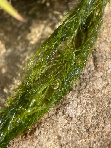 Cladophora glomerata