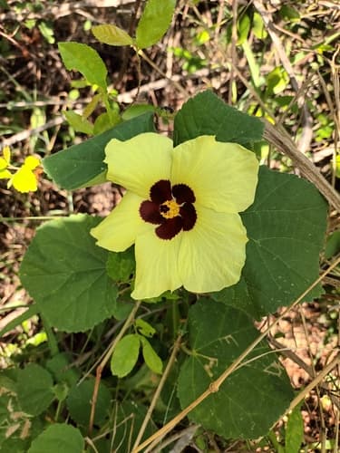 Lemonyellow Rosemallow