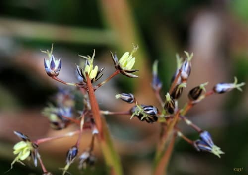 Hairy Woodrush Bonsai