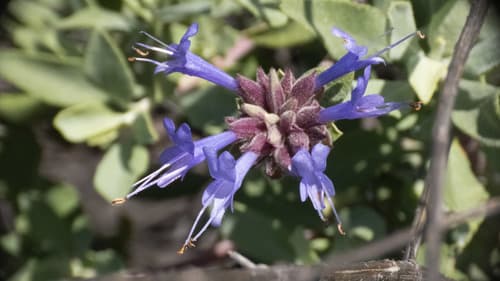 Cleveland Sage Bonsai