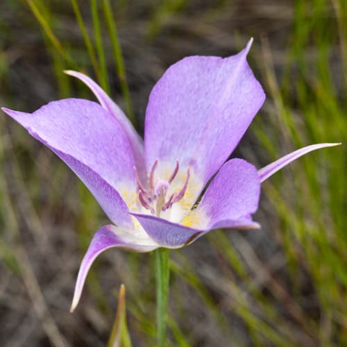 Sagebrush Mariposa Lily