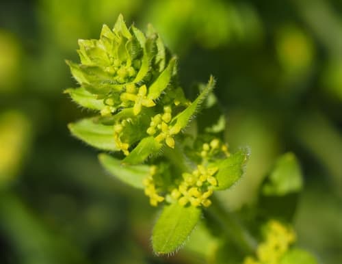 Crosswort