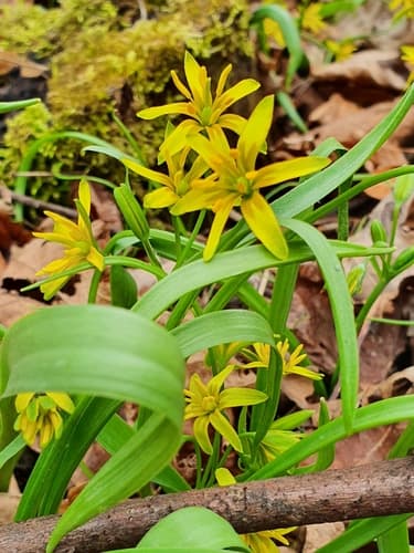 Yellow Star-of-Bethlehem