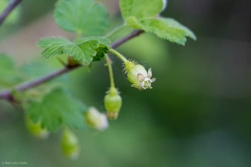 Prickly Gooseberry